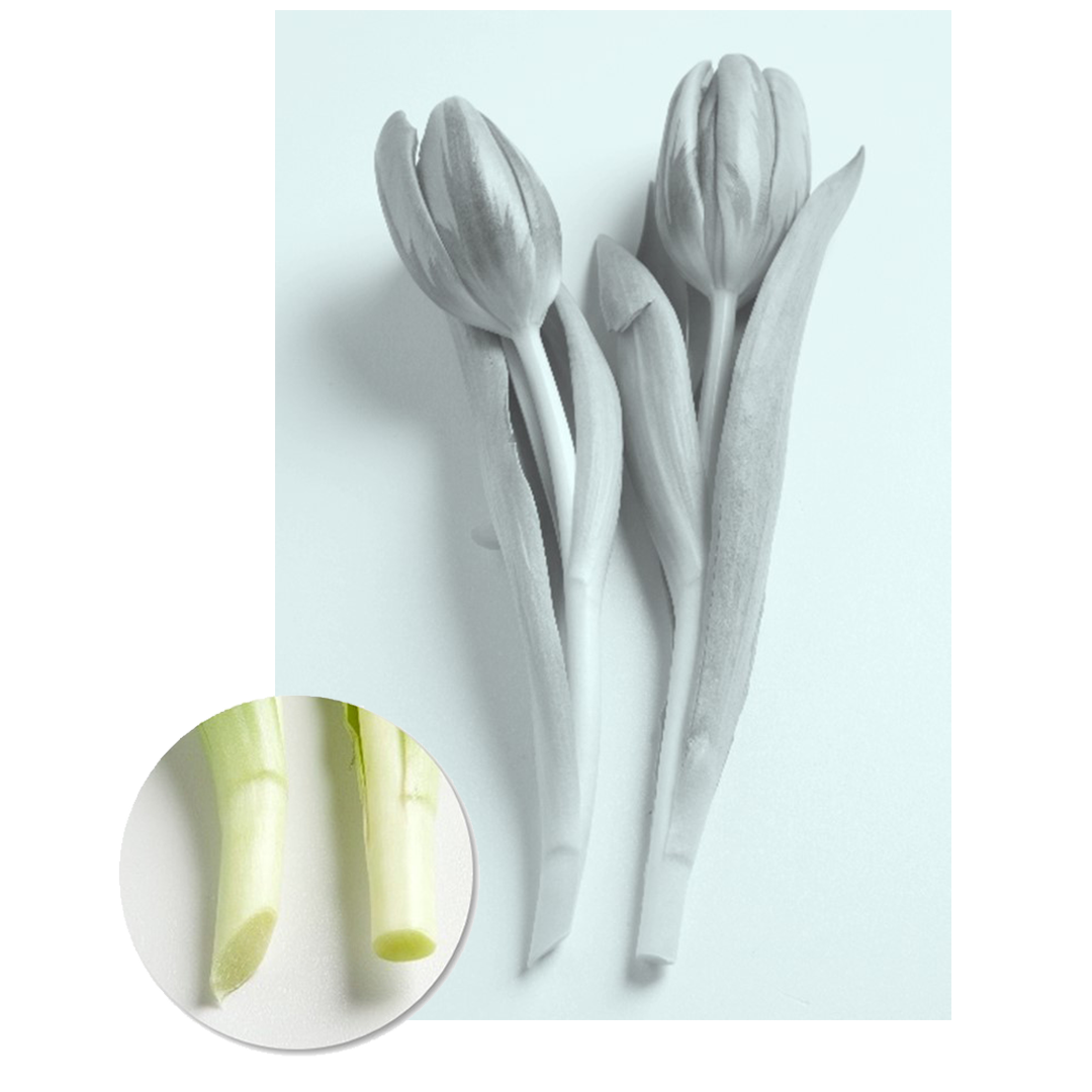 1080x1080_Anschnitt_Tulpen 1080x1080_Anschnitt_Tulpen